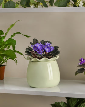 Fayoula durable ceramic construction provides lasting support for various indoor plants.