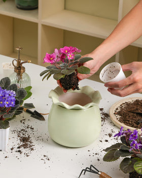 Fayoula indoor plant garden setup blends practicality with modern décor.