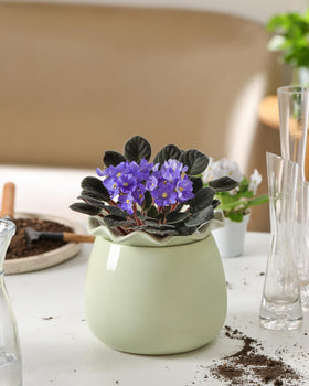 Fayoula stylish home décor compatible pot supports thriving plants with minimal maintenance.