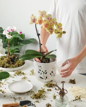 Fayoula orchid pot displays 6-inch width suitable for many orchid varieties.