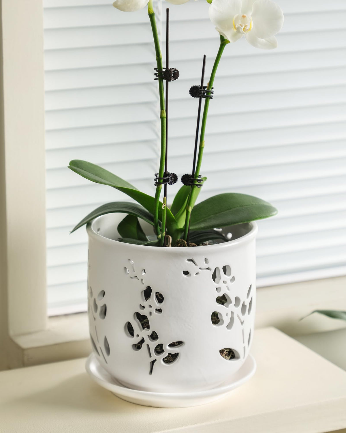 Fayoula orchid pot with air vents for better root airflow.