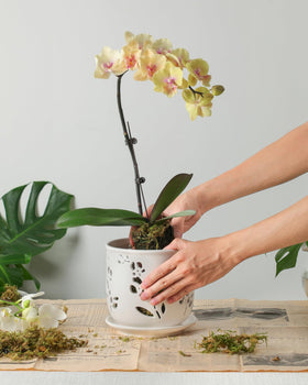 Fayoula orchid pot suitable for indoor and outdoor use.