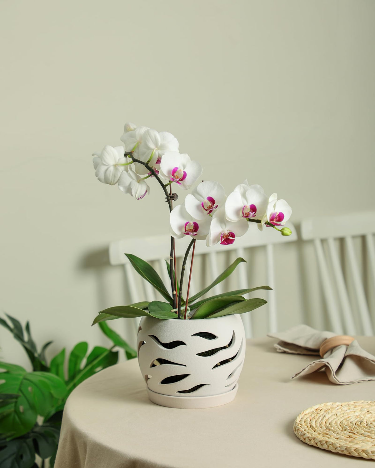 Fayoula ceramic pot ready-to-gift centerpiece for plant lovers