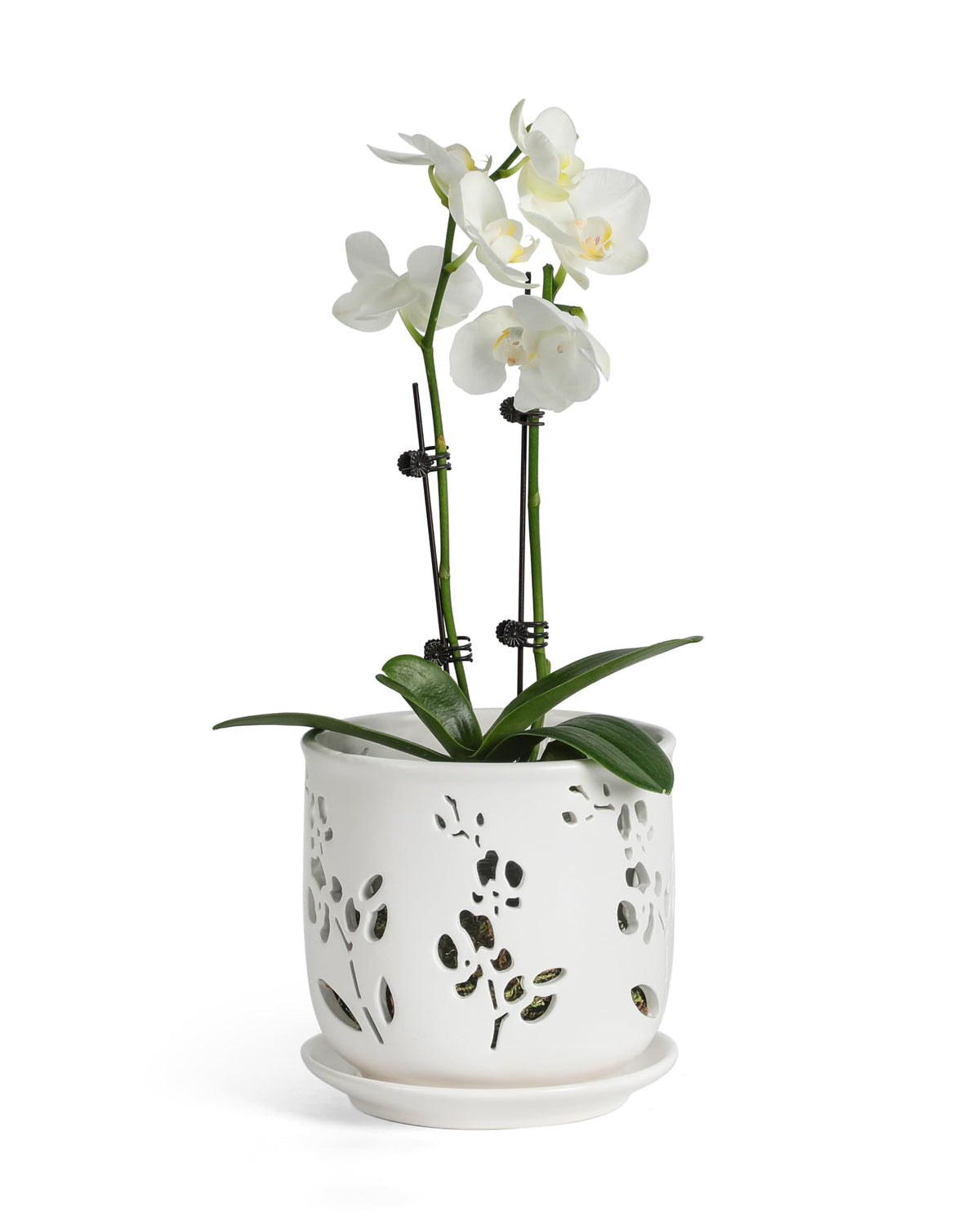 Fayoula Orchid Pots 6.5-inch large in lightweight ceramic for easy repositioning.