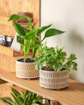 Fayoula planters' non-slip pads keep furniture safe from scratches.