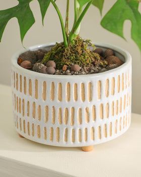 Fayoula planting kit includes drainage net and silicone plug for easy watering.