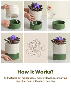 Fayoula pot on windowsill showcases versatile indoor placement.