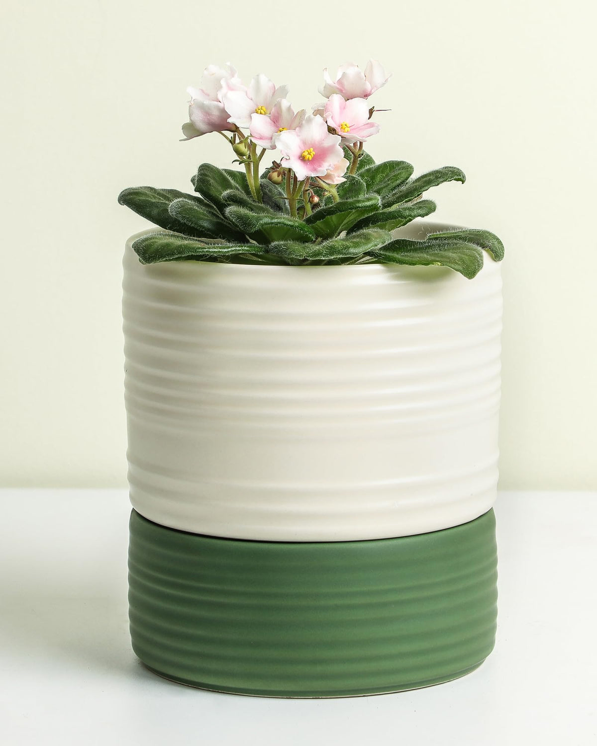 Fayoula self-watering ceramic pot in white matte keeps soil evenly moist for healthy roots.