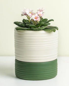 Fayoula self-watering ceramic pot in white matte keeps soil evenly moist for healthy roots.