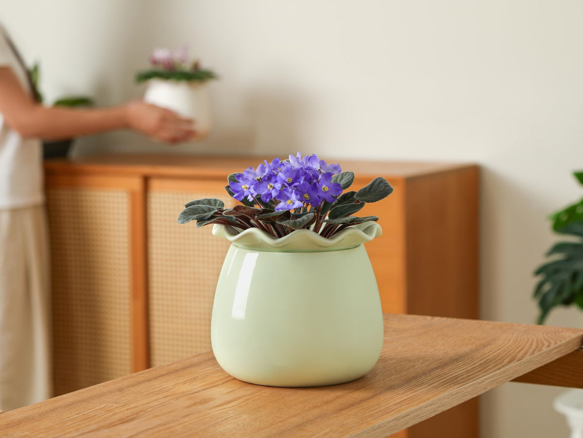Fayoula six-inch pot size fits African violets and small houseplants.