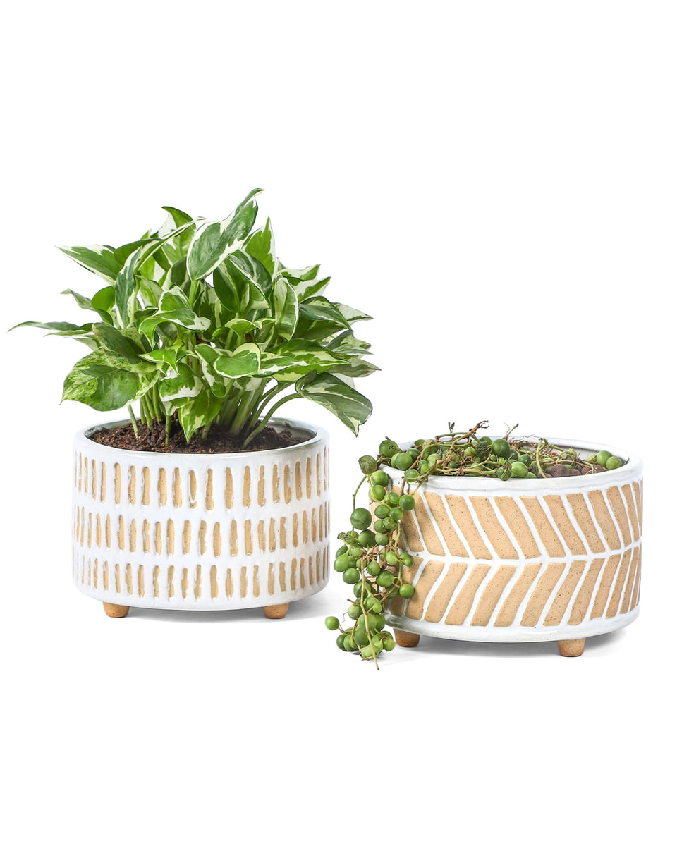 Fayoula succulent pots with geometric pattern improve airflow for healthier indoor roots.