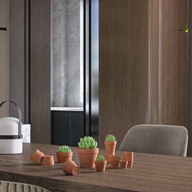 Fcacti tiny plant pot setup for cacti and lithops in indoor spaces