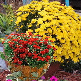 FDGARDEN two-pack coconut liners for reliable replacement in hanging baskets.
