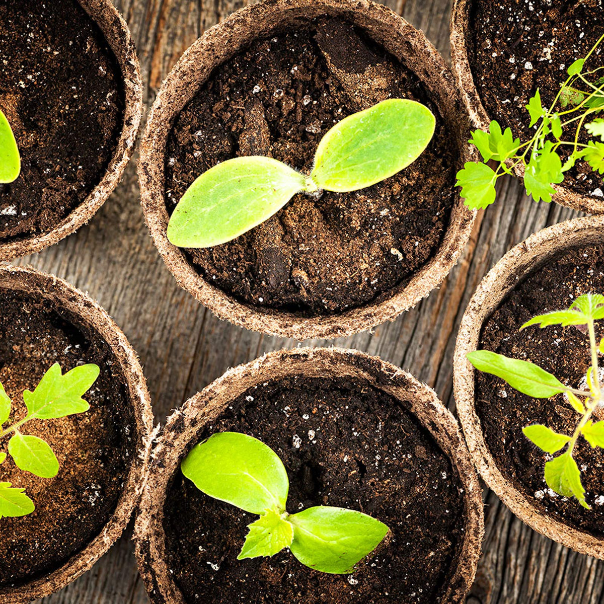 FDGARDEN plant markers included help identify seed varieties.