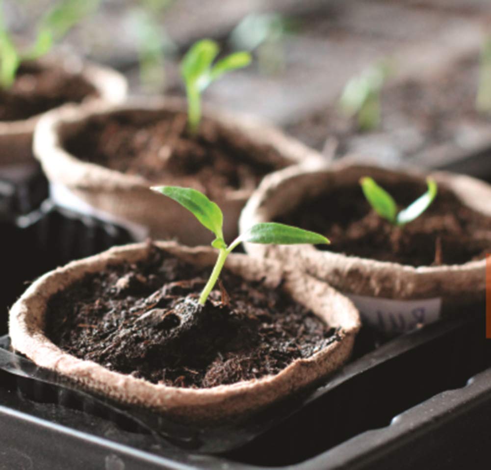 FDGARDEN starter kit ready for sowing herbs and flowers.