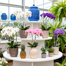 FDKYOEK clear acrylic stakes (11 inch) blend subtly with small plants