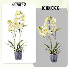 FDKYOEK clear plant clips secure stems without obstructing growth
