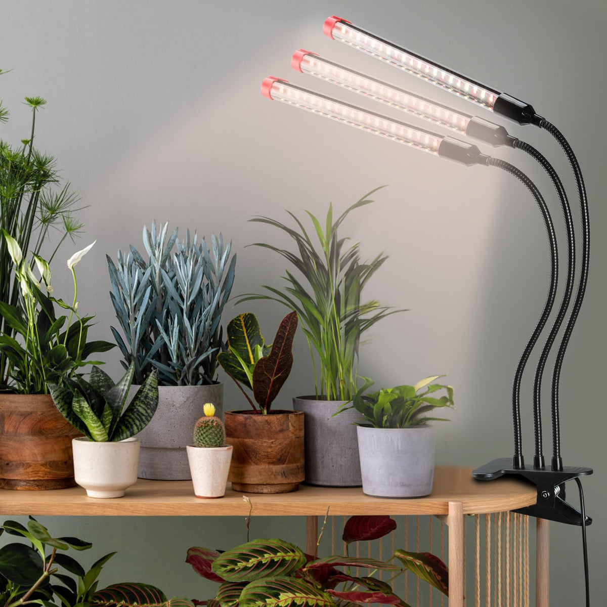FECiDA Gamechanger perfect for bonsai and tropical micro-gardens indoors.