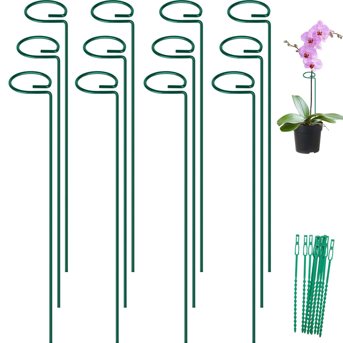 FEED GARDEN 24inch stake set stabilizing multiple plants in a bed for upright growth.