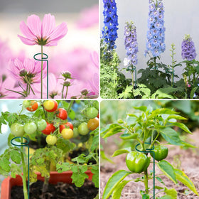 FEED GARDEN heavy-duty stakes maintain structure during peak bloom.