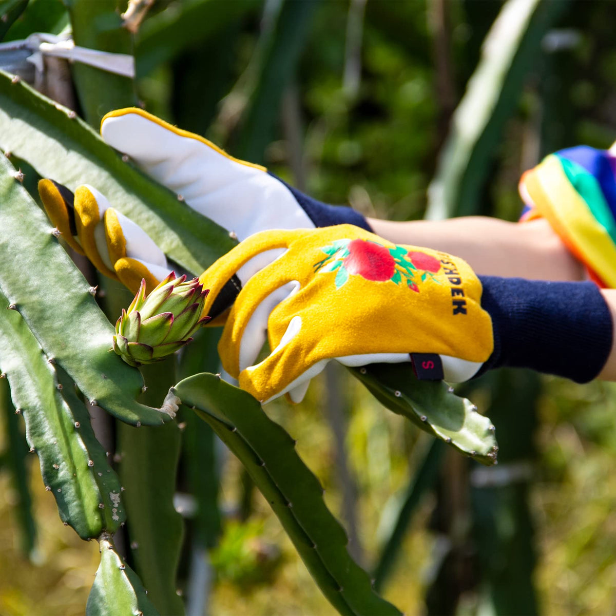 FEISHDEK cactus gloves gift-ready packaging for gardeners