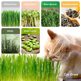 FELISTORY microgreens-friendly trays for wheatgrass, alfalfa, and lentils at home