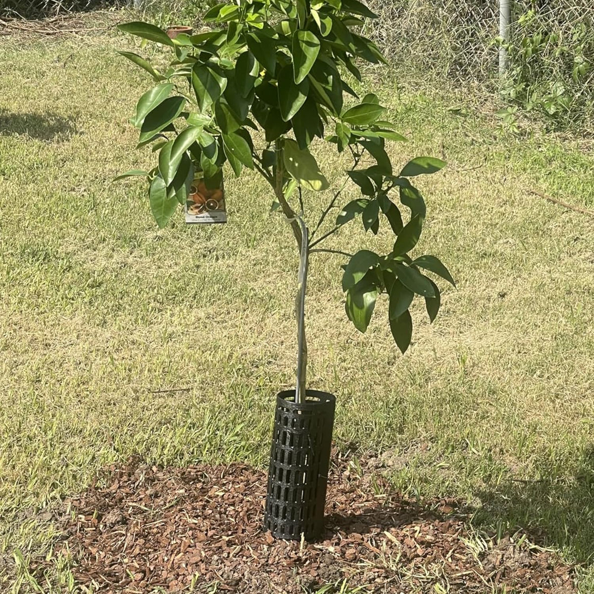 FELISTORY sapling and vine guard kit protects young plants