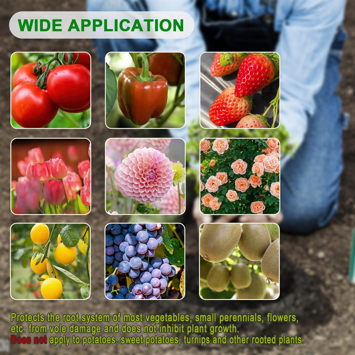Femitu go-pher baskets in garden use for tubers