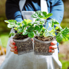 Femitu baskets protect vegetables and flowers for versatile use