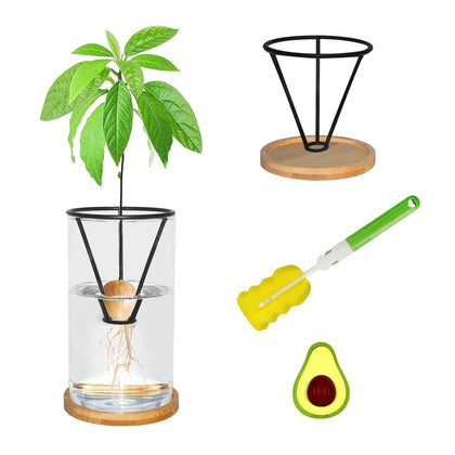 FENGSHOUNIAN avocado vase with clear glass showcasing early root growth.