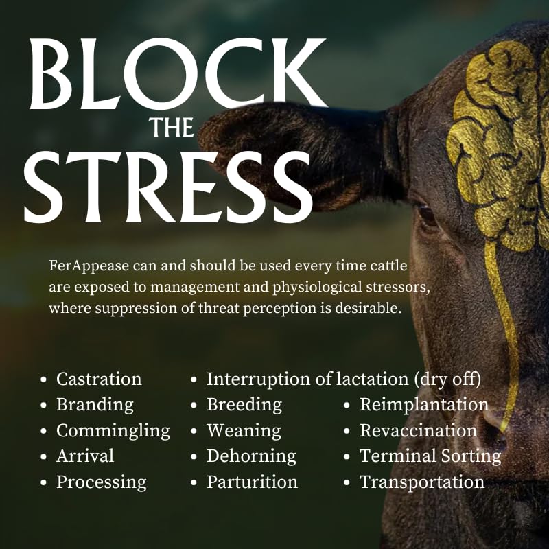FerAppease used during cattle handling scene offering calmer handling.