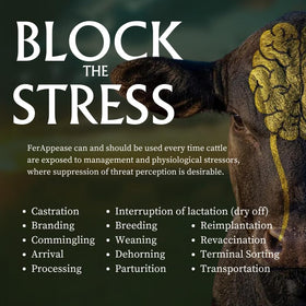 FerAppease used during cattle handling scene offering calmer handling.