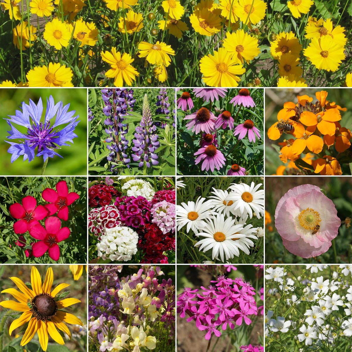 Close-up of Ferry Morse Northeast Mix blooms in diverse colors.