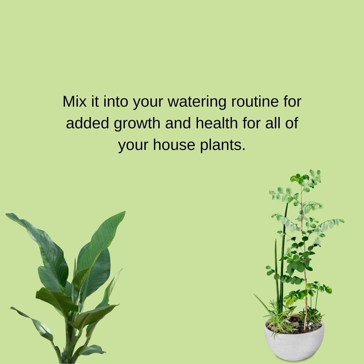 Ferti-Lome Houseplant Hero 8 oz bottle suitable for indoor and outdoor use.