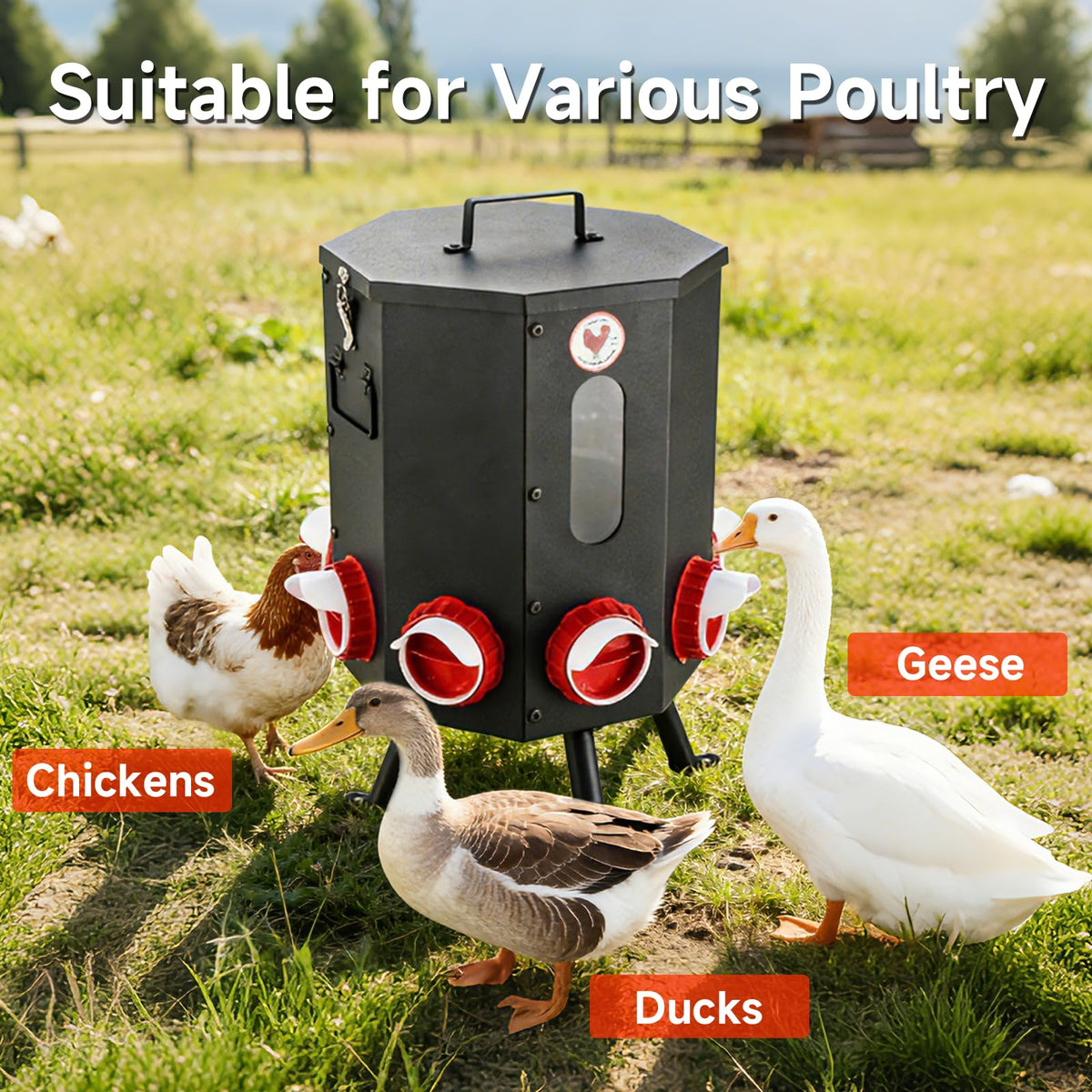 Fewuto clear acrylic window on feeder shows remaining feed at a glance.