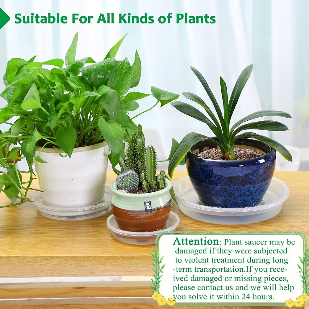 FHWTY set of 8 clear plant saucers displayed together