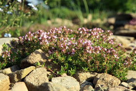 Ficoszo creeping thyme between pavers reduces weeds and softens paths.