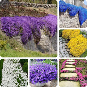 Ficoszo creeping thyme blooms attract pollinators with blue and purple flowers.