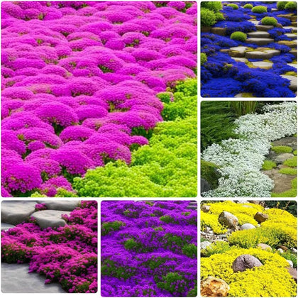 Ficoszo creeping thyme seeds packaging; open-pollinated variety for easy sowing.