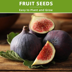 Ficoszo kiwi seeds germination setup with warm soak and tiny shoots