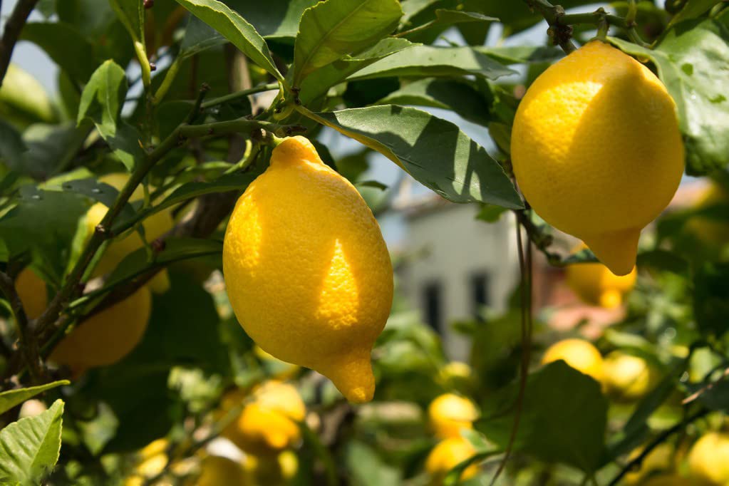 Ficoszo lemon-seed-planting-in-soil shows a loose, airy substrate for healthy roots.