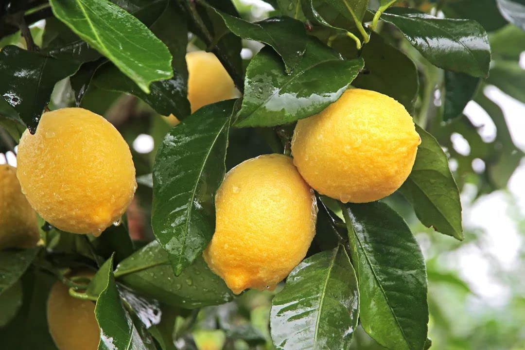 Ficoszo lemon-tree-seedling features seedlings ready to grow in home gardens.