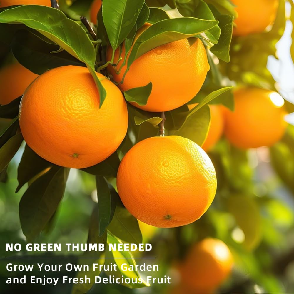 Ficoszo orange seeds direct planting guide for healthy early growth