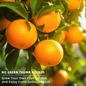 Ficoszo orange seeds direct planting guide for healthy early growth