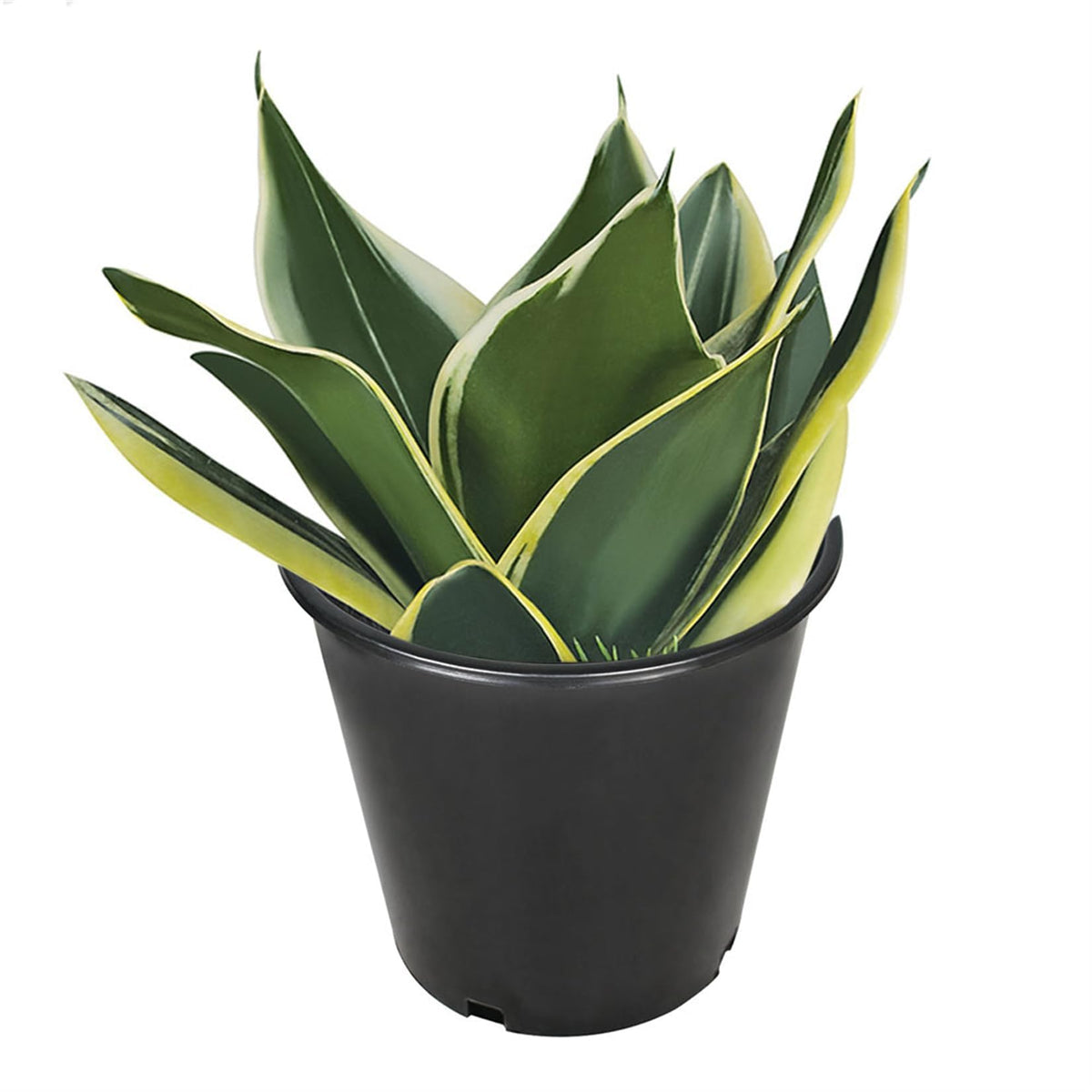 Findmall black nursery pot indoor-outdoor use in sturdy, reusable planter.