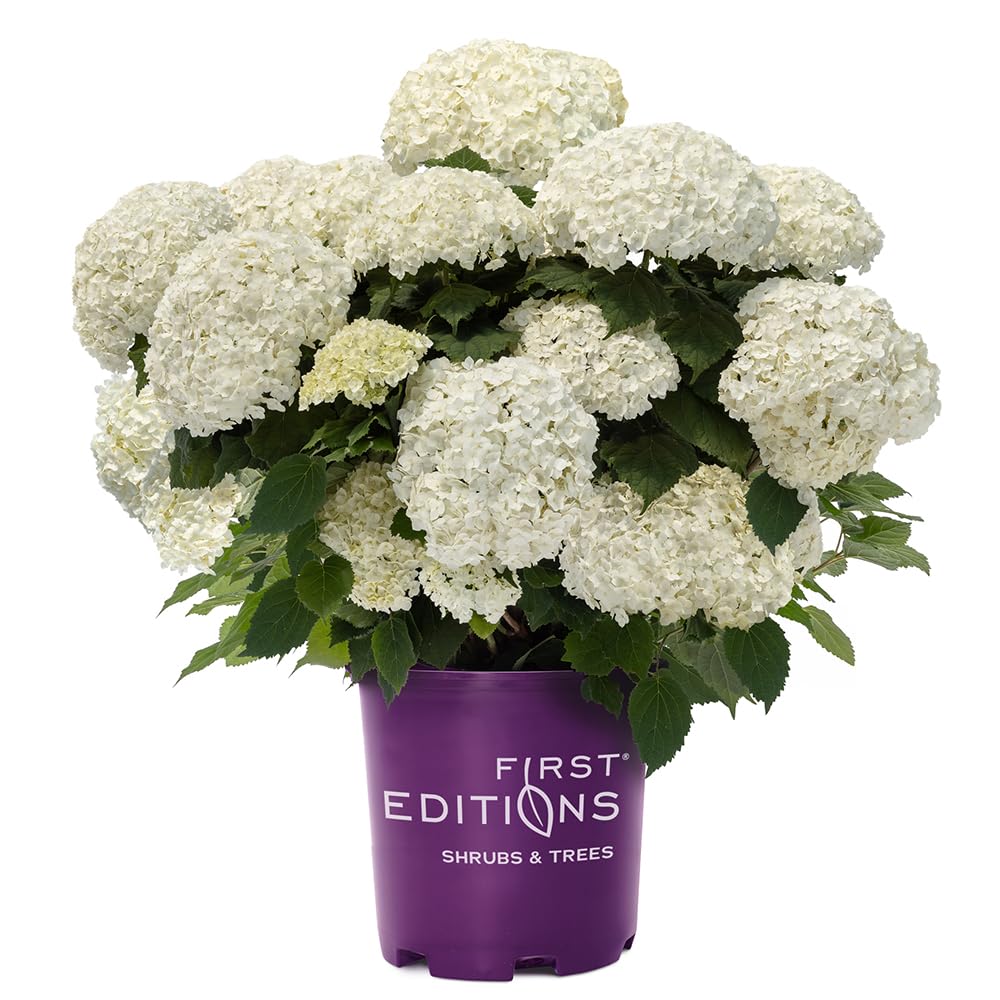 First Editions Hydrangea FlowerFull compact shrub for small spaces and easy care.