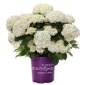 First Editions Hydrangea FlowerFull compact shrub for small spaces and easy care.