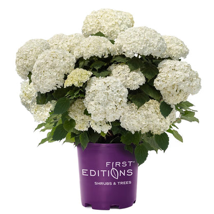 First Editions Hydrangea FlowerFull compact shrub for small spaces and easy care.