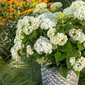First Editions Hydrangea FlowerFull deep green leaves frame creamy blooms elegantly.