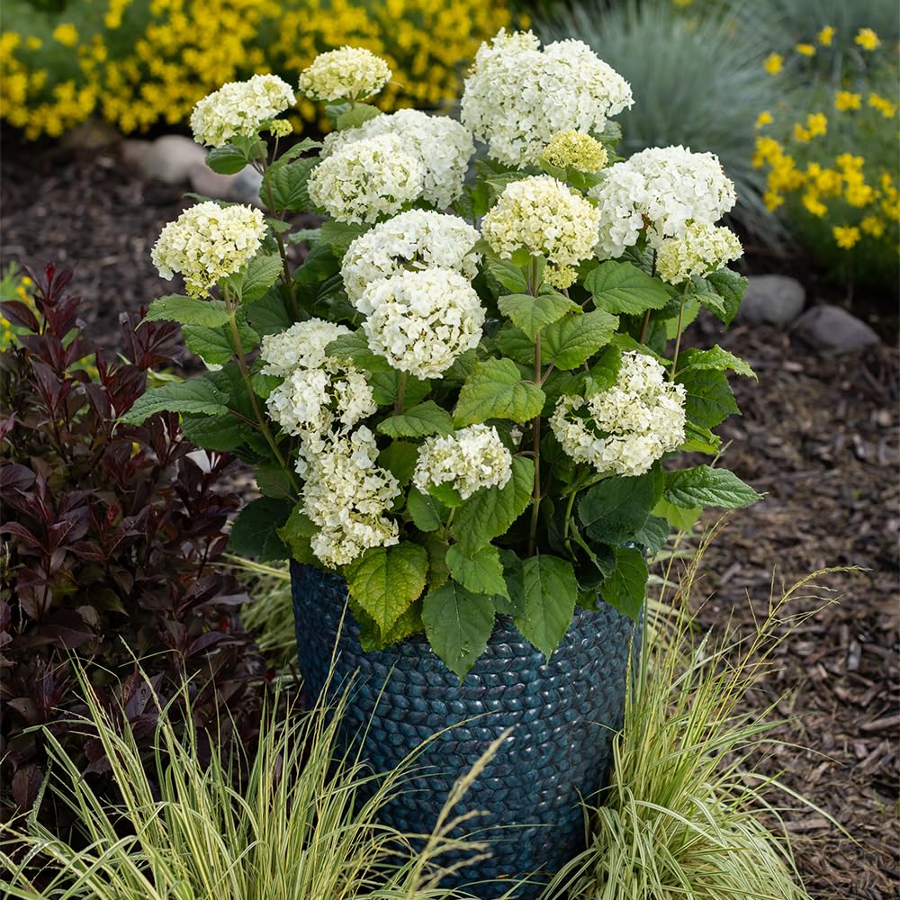 First Editions Hydrangea FlowerFull blooms transition from green to cream for seasonal interest.